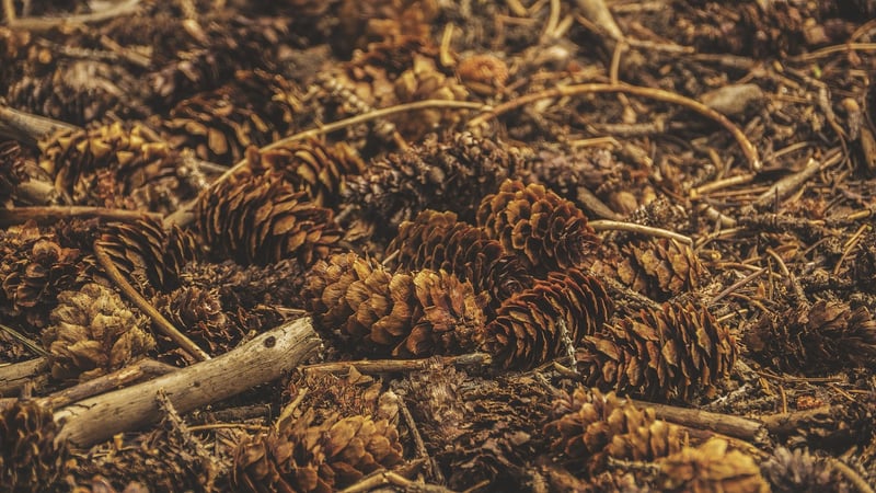 Earthy Tablescapes