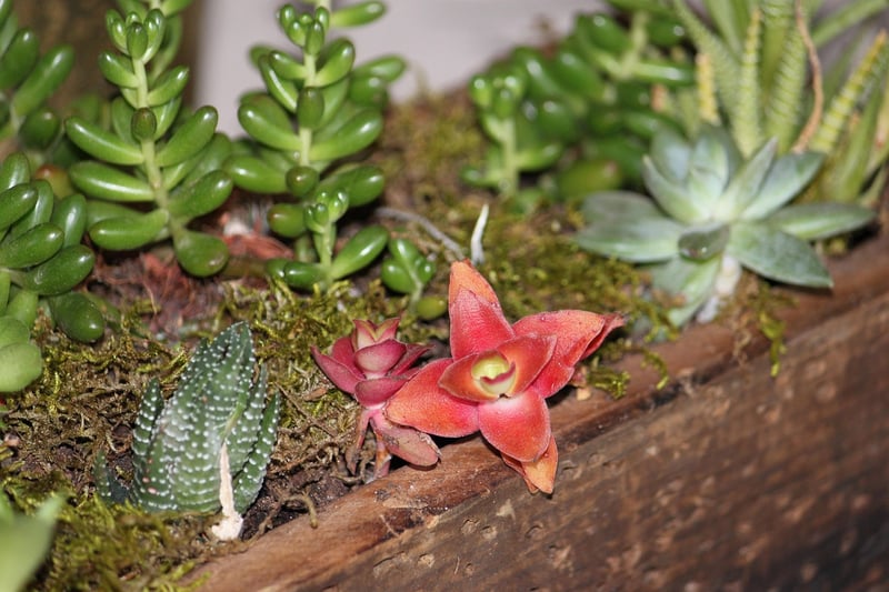 Wildflower Centerpieces