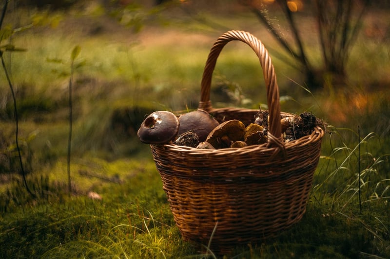 Forest Mushrooms